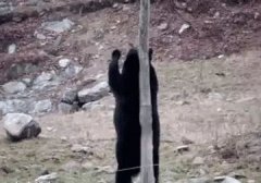 �������빫˾�������²����й��Ĺ�����ͨ����������ַ�ת�ˣ�